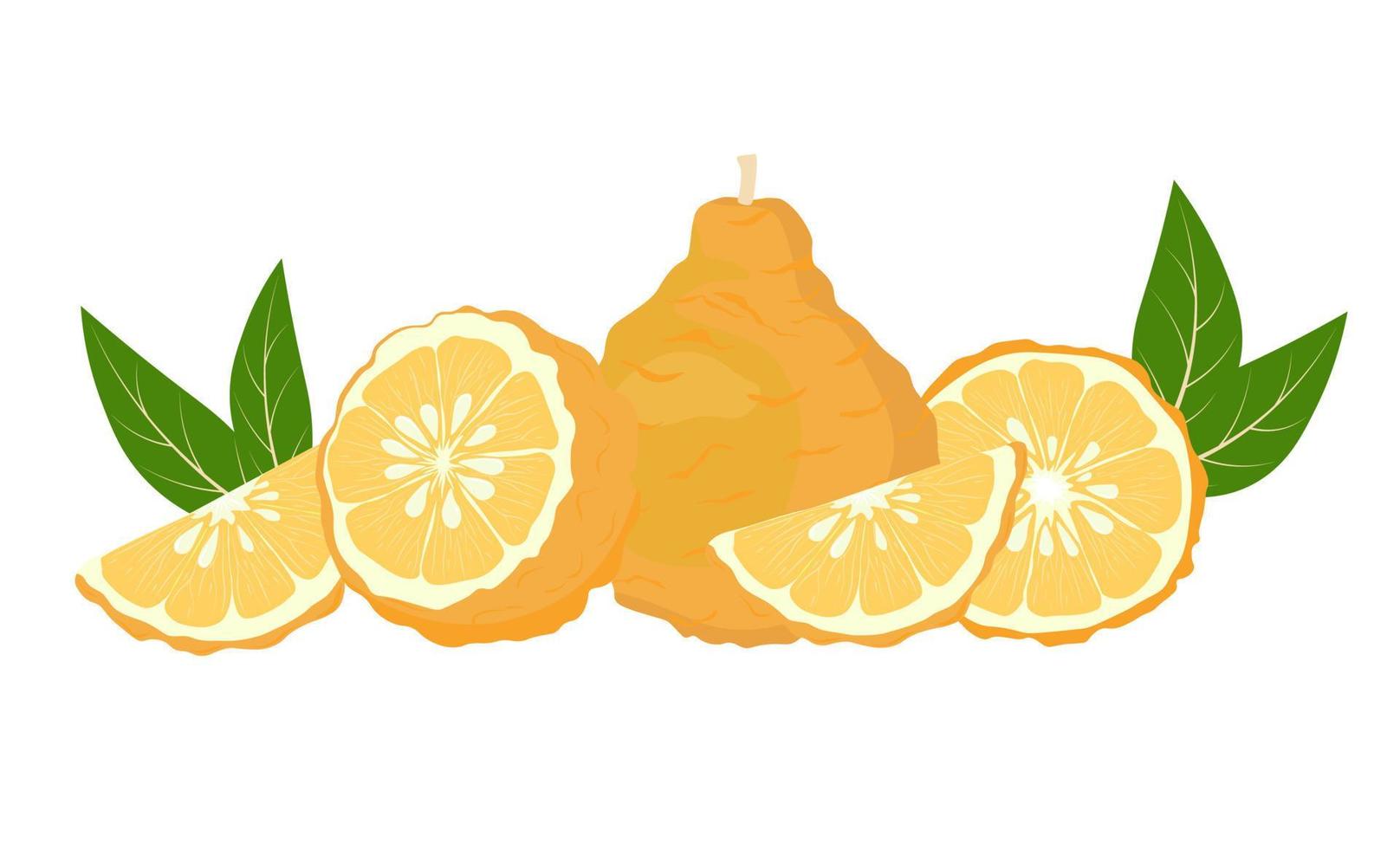 Yuzu-Vektorvorratillustration. Zitrone. gelbe saure Zitronatfrucht reif mit Blättern. Zitrone, Limette, Mandarine, Orange, Zitrusfrüchte und Aquarellgrüns. isoliert auf weißem Hintergrund. vektor