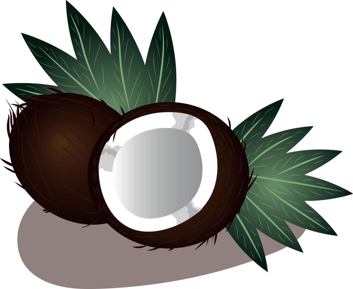 Vektor Bild von ein Kokosnuss auf ein Weiß Hintergrund. gebrochen Kokosnuss. Hälfte ein Kokosnuss. Kokosnuss Blätter.