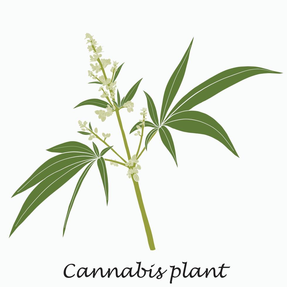 enkelhet cannabisväxt frihandsritning platt design. vektor