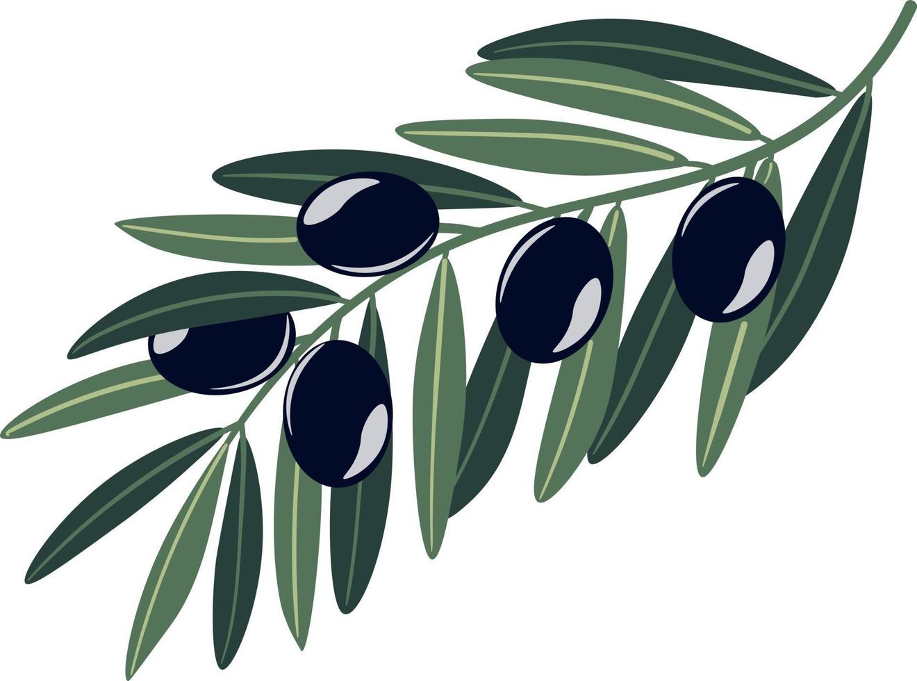 Olive Ast mit schwarz Beeren und Blätter vektor