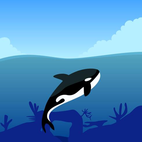 Enastående Killer Whales Vectors