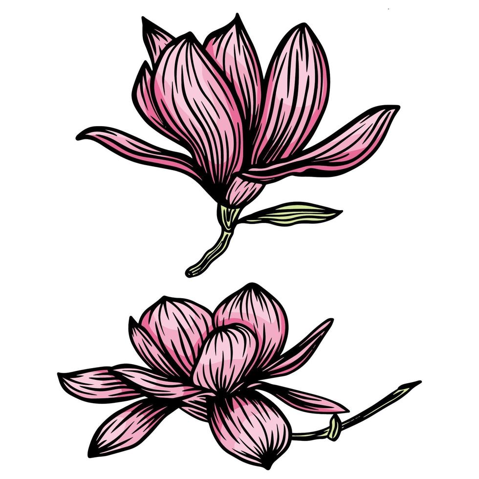 rosa Magnolienblumen- und Blattzeichnungsillustration mit Strichzeichnungen auf weißem Hintergrund. Vektorillustration vektor