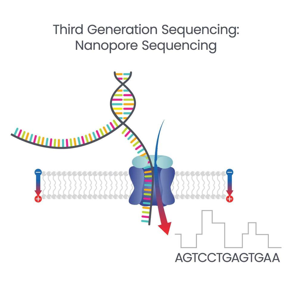 dritte Generation Sequenzierung Nanopore Sequenzierung wissenschaftlich Vektor Illustration