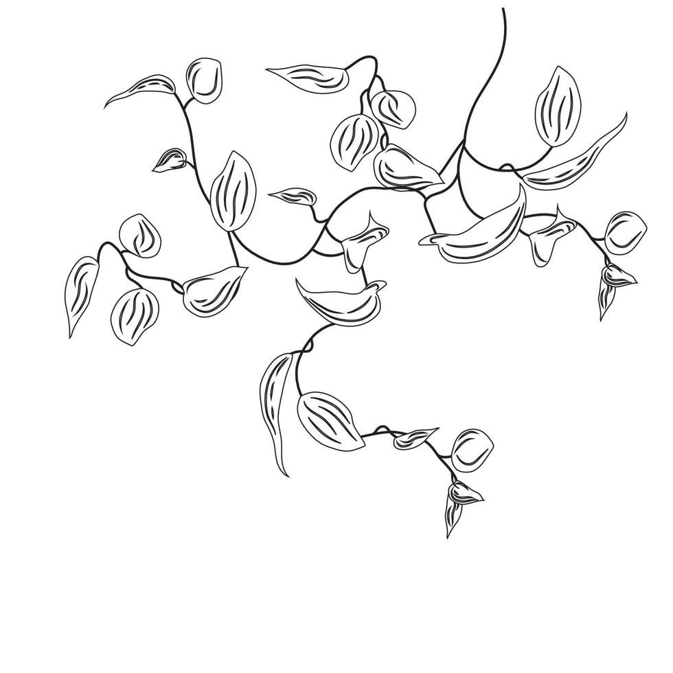 Färbung tropisch Liane Ranke Pflanze. Epipremnum Clip Kunst, Schlingpflanze, Blume. Zuhause Pflanze singonium. vektor