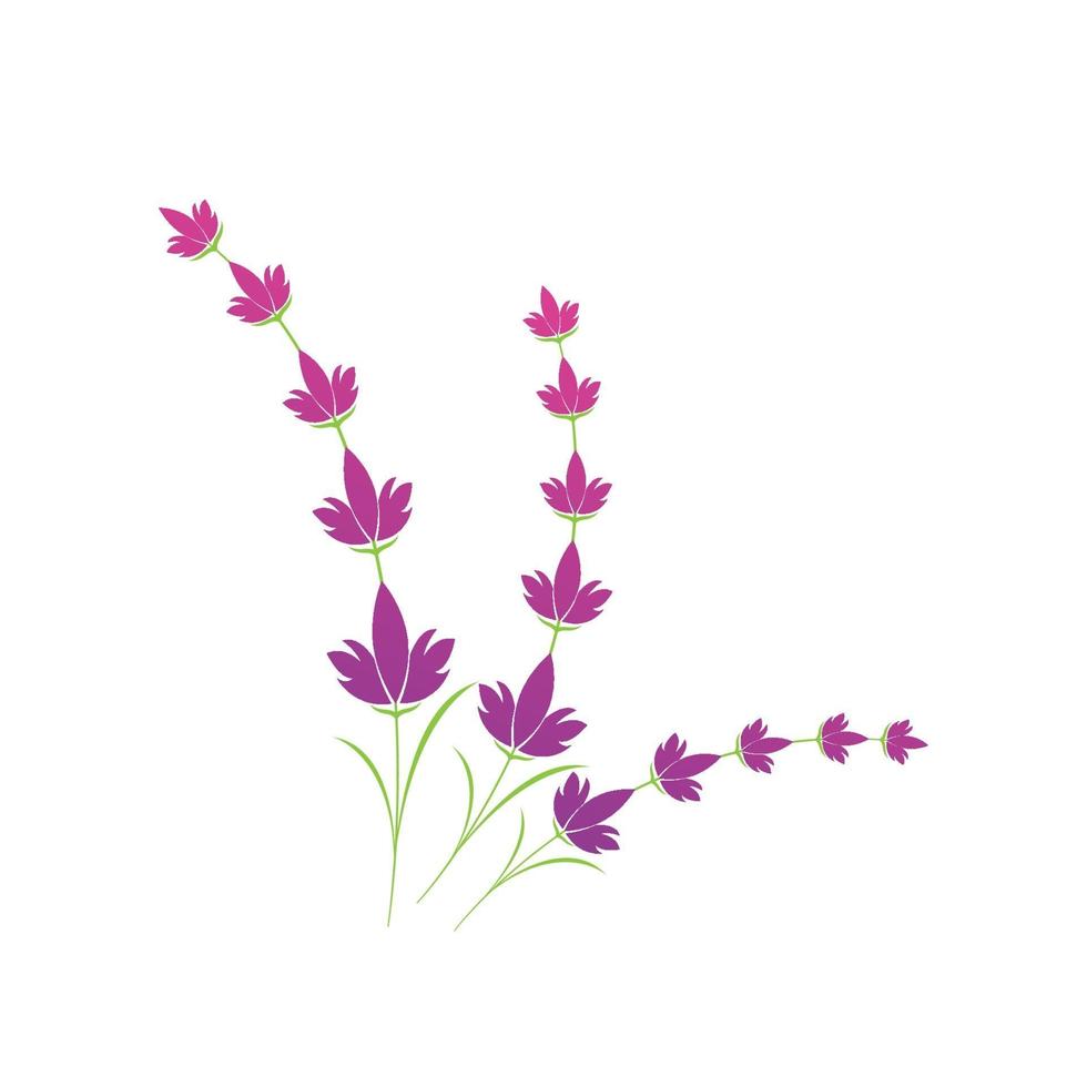 Lavendel Blumen Logo Symbol Vorlage vektor