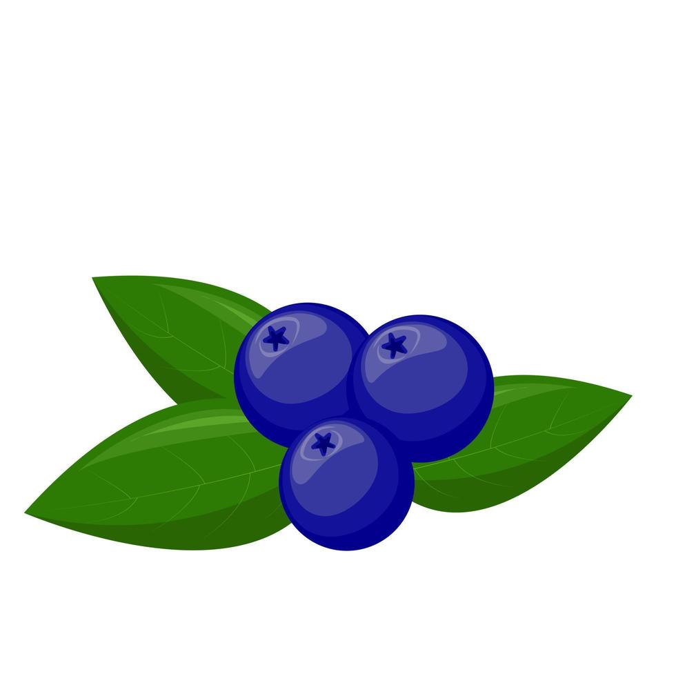 Blaubeeren mit Blätter. zum Ihre Design, Muster, Abzeichen, Etikett, Textil- usw. Sommer- Früchte zum gesund Lebensstil. organisch Frucht. Karikatur Stil. Vektor Illustration