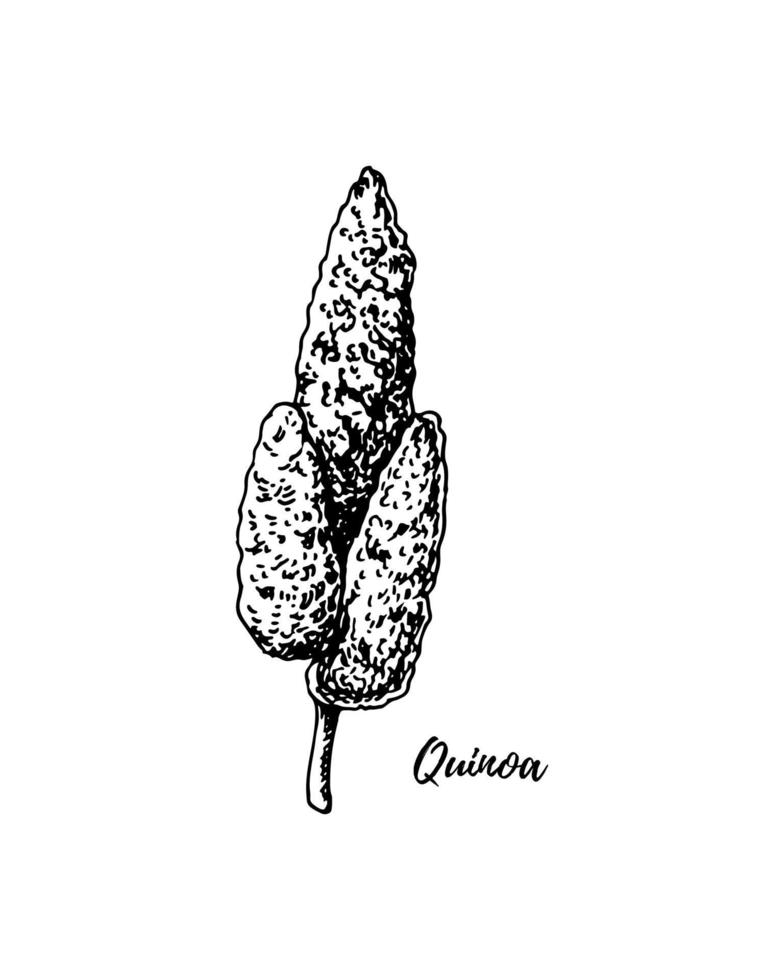 handritad quinoa gren isolerad på vit bakgrund. vektor illustration i skiss stil