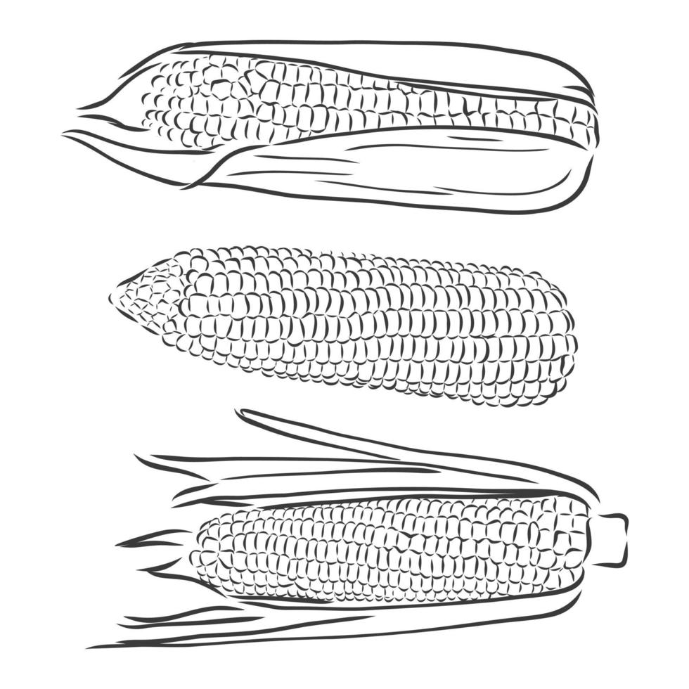 Zuckermais. Vektor Hand gezeichnetes Gemüse lokalisiert auf weißem Hintergrund. Maisvektorskizze auf weißem Hintergrunda5c379-7bee-4af2-a0ec-291903d08d85