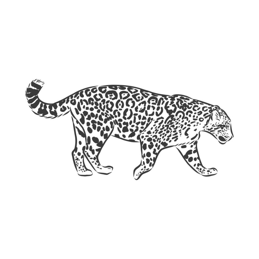 jaguar. handritad skissillustration isolerad på vit bakgrund. jaguardjur, vektor skiss illustration