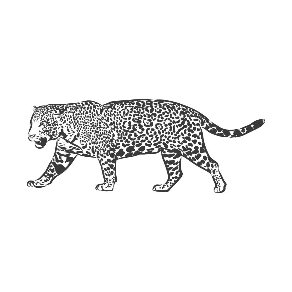 Jaguar. Hand gezeichnete Skizzenillustration lokalisiert auf weißem Hintergrund. Porträt eines Jaguartieres, Vektorskizzenillustration vektor