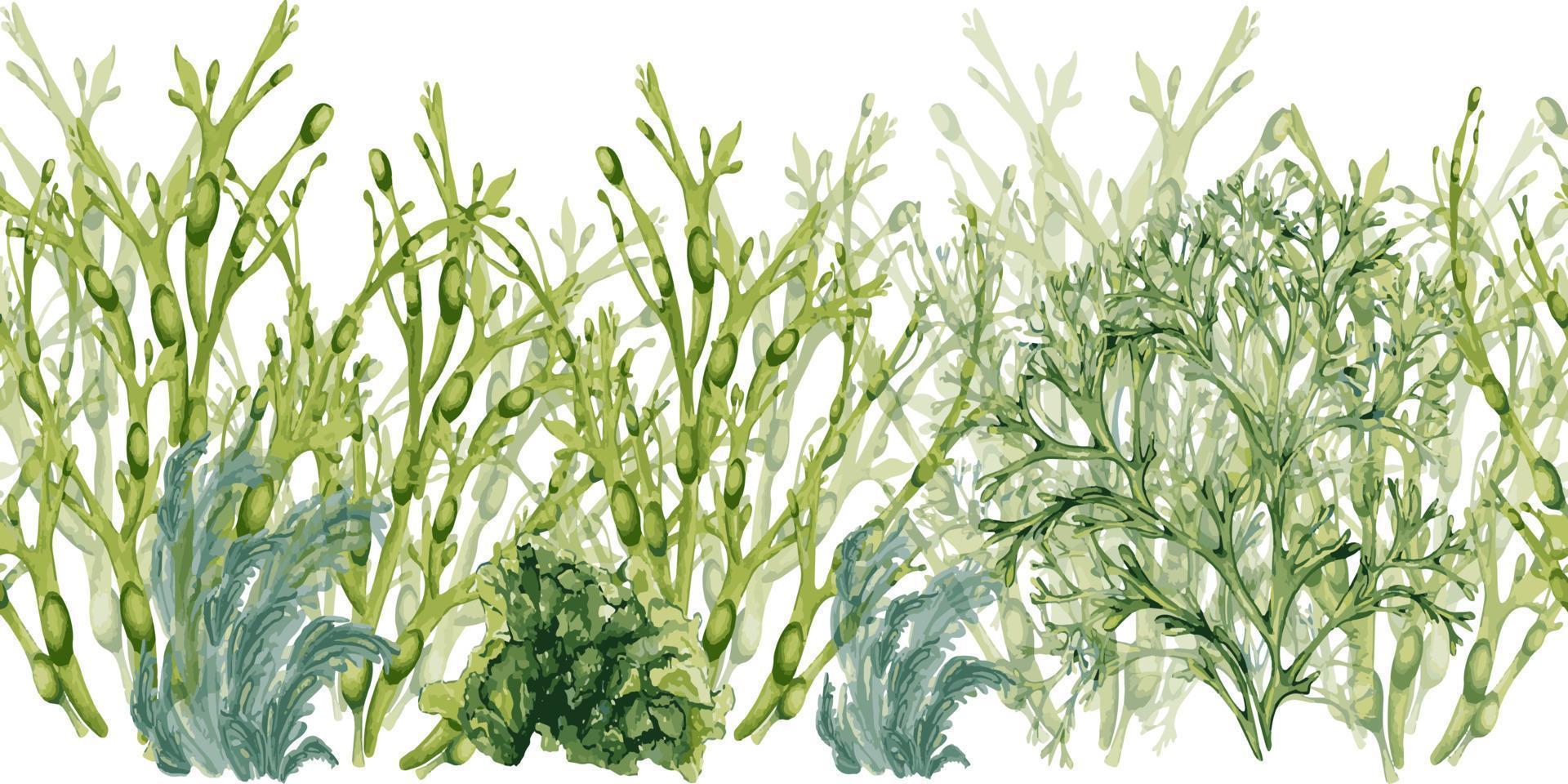 sömlös styrelse av grön hav växter vattenfärg isolerat på vit bakgrund. ascophyllum, kelp, ört tång hand ritade. design element för paket, märka, reklam, omslag, marin samling vektor