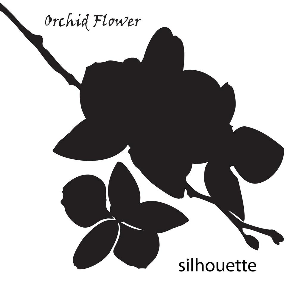 Silhouette Orchidee Blume isoliert auf Weiß Hintergrund vektor