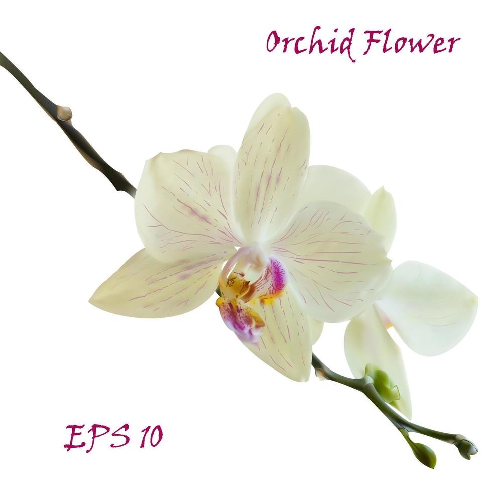 Weiß isoliert Orchidee Blume vektor
