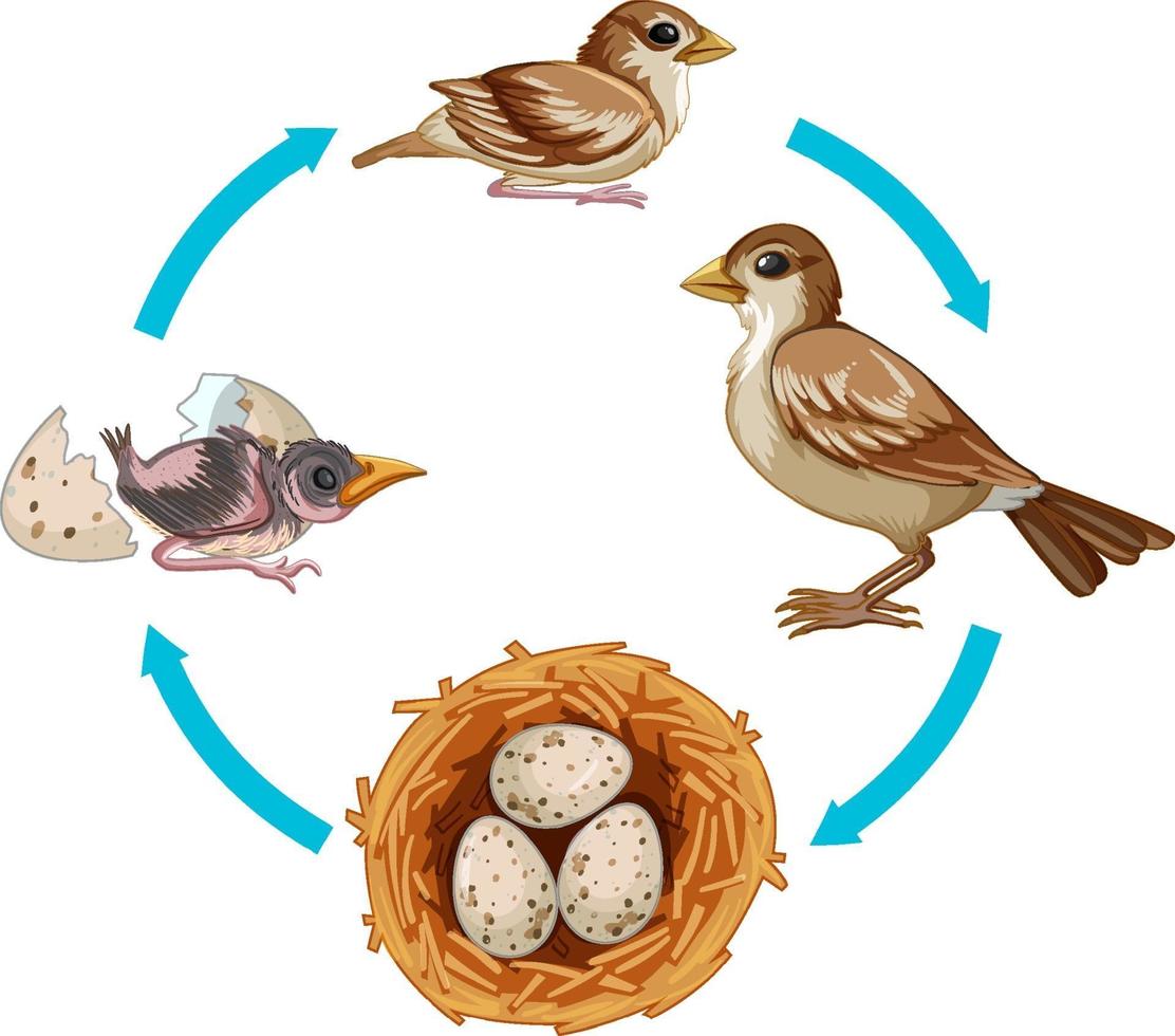 Lebenszyklus des Vogels auf weißem Hintergrund vektor