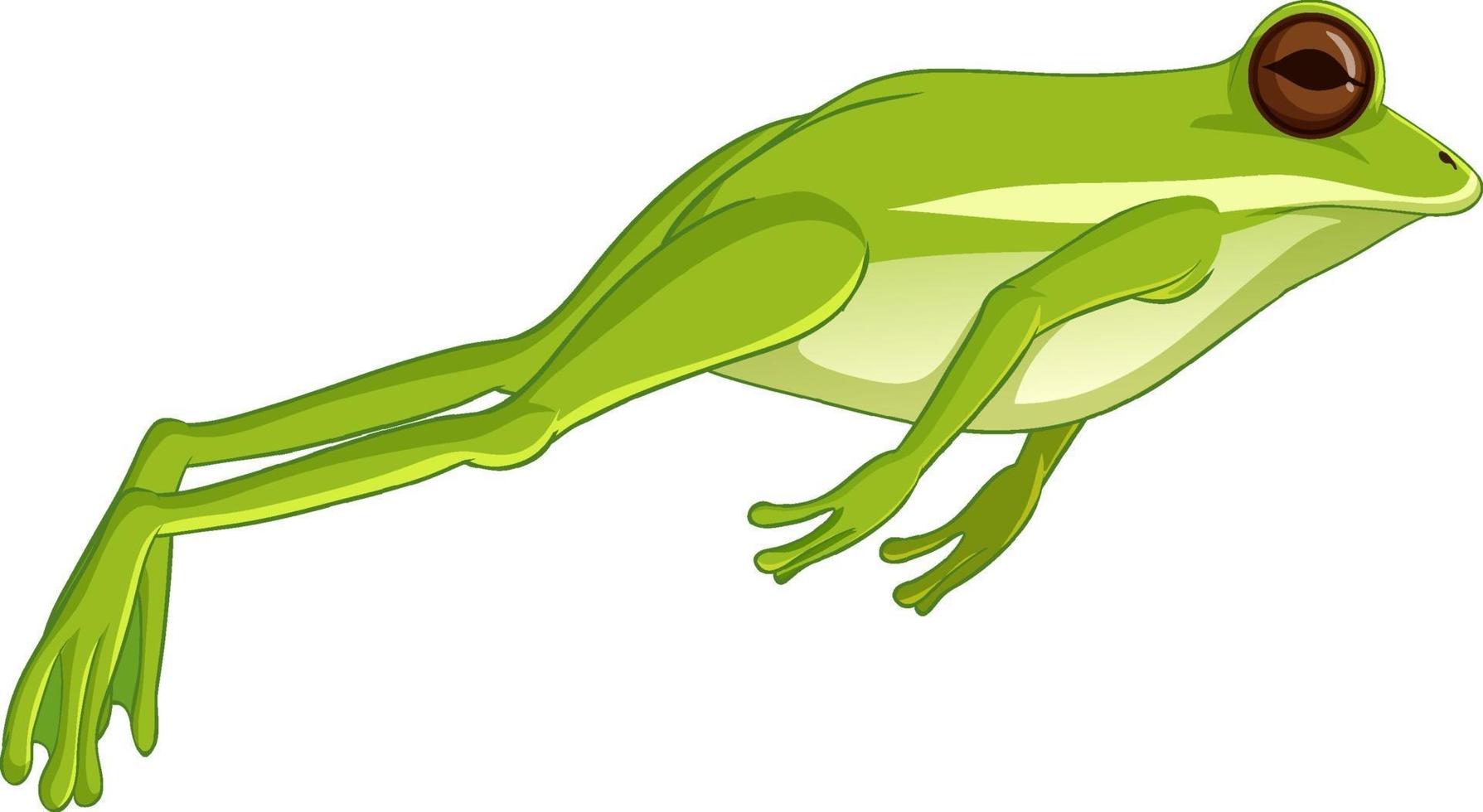 grüner Laubfrosch, der lokalisiert auf weißem Hintergrund springt vektor