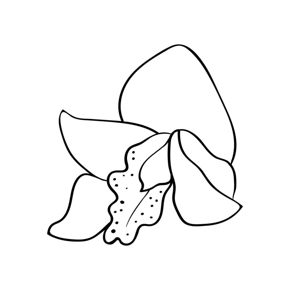 Orchidee Knospe. Orchidee Blume Kopf, Kontur Zeichnung. zum Karten, Herzliche Glückwünsche und Einladungen vektor