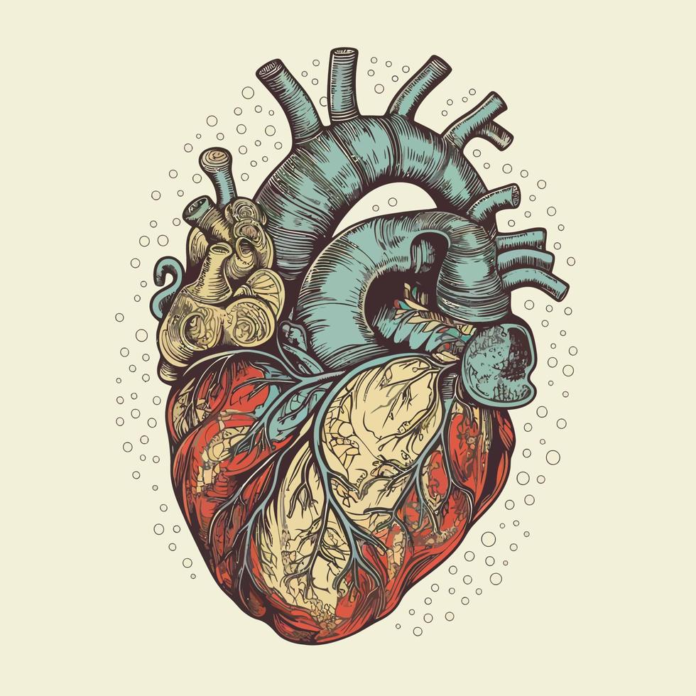 Mensch Herz mit Venen und Arterien. Vektor Illustration im Jahrgang Stil.