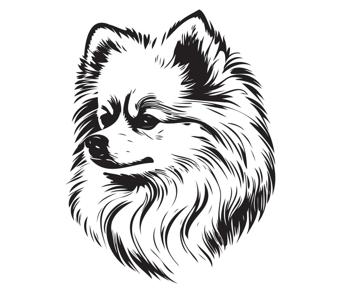 pomeranian ansikte, silhuett hund ansikte, svart och vit pomeranian vektor