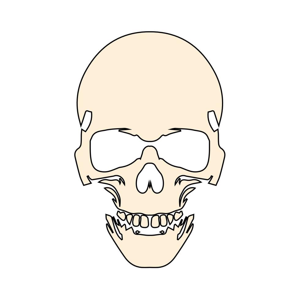 anatomisch korrekter menschlicher Schädel. Todesschädel oder menschlicher Schädel für Spiele und Websites vektor
