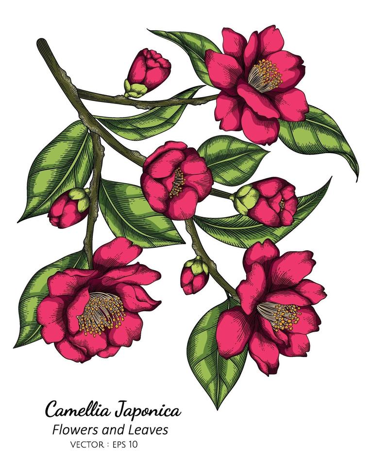 rosa camellia japonica blomma och blad ritning illustration med linjen konst på vita bakgrunder. vektor