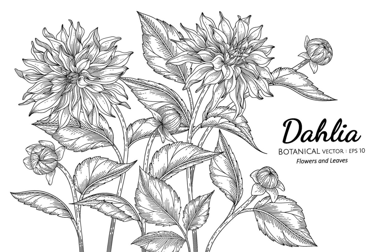 dahlia blomma och blad handritad botanisk illustration med konturteckningar på vita bakgrunder. vektor