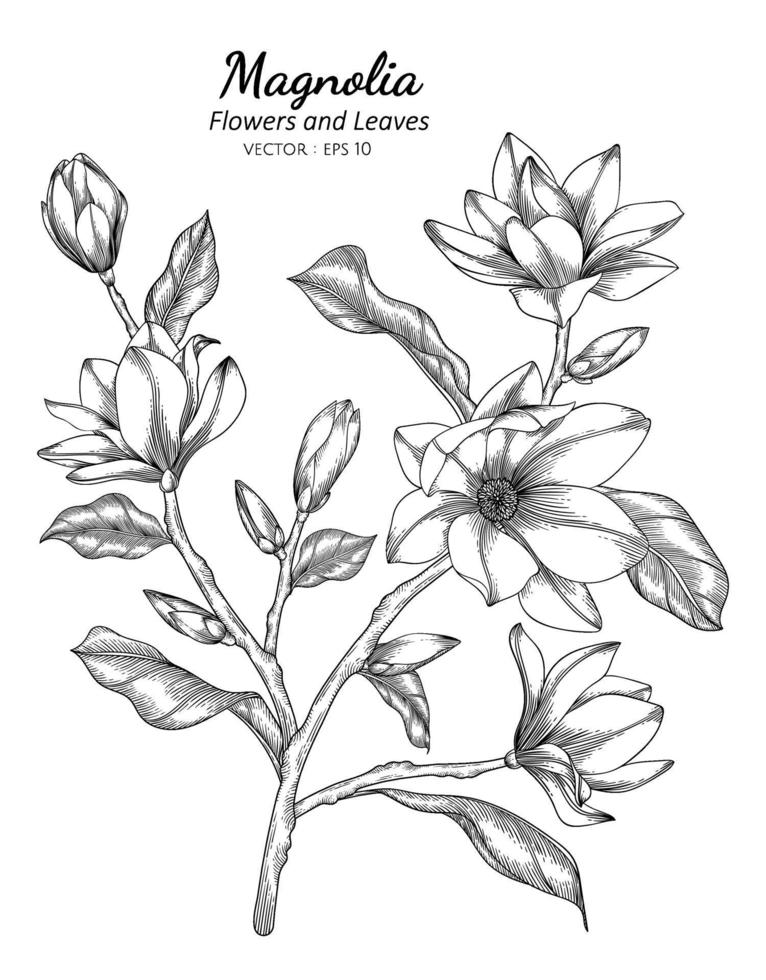 magnolia blomma och blad ritning illustration med konturteckningar på vita bakgrunder. vektor