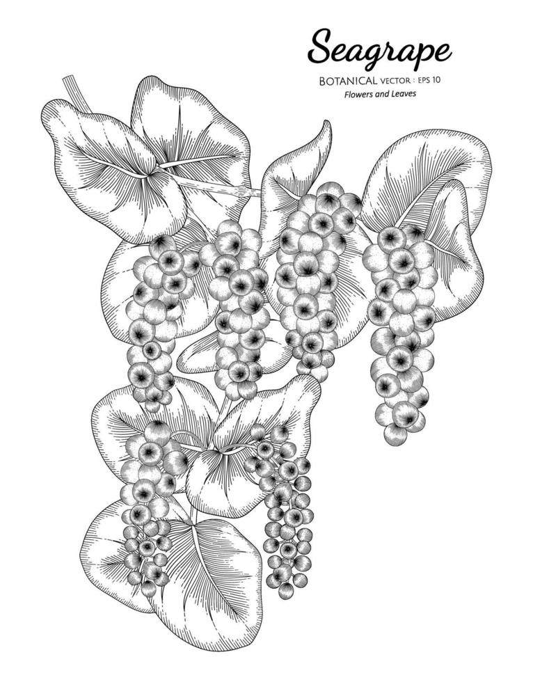 Hand gezeichnete botanische Illustration der Seetraubenfrucht mit Strichzeichnungen auf weißem Hintergrund. vektor