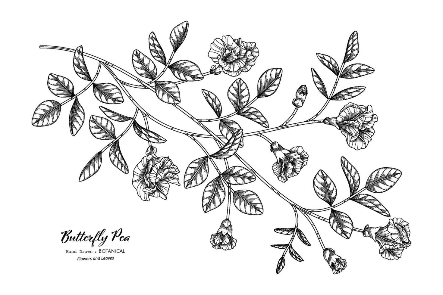 Schmetterlingserbsenblume und Blatthand gezeichnete botanische Illustration mit Strichgrafiken. vektor