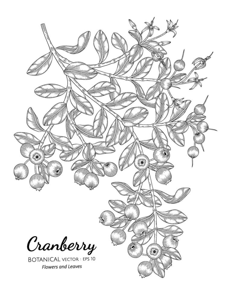gezeichnete botanische Illustration der Cranberry-Fruchthand mit Strichgrafiken auf weißem Hintergrund. vektor