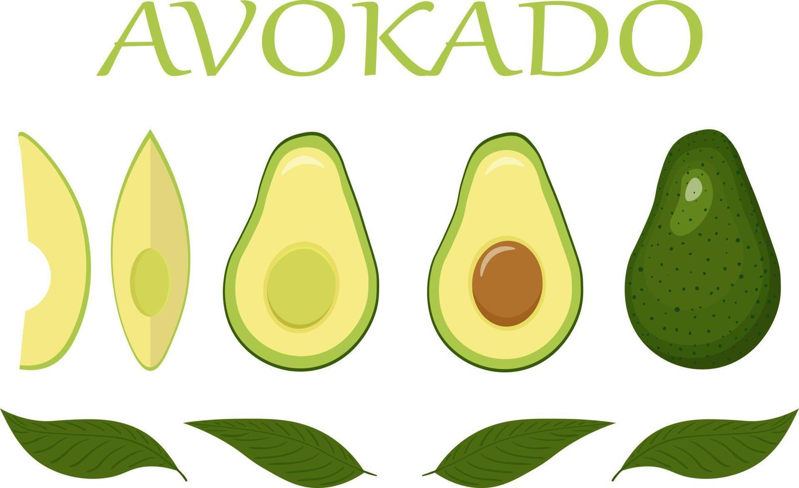 illustration av ett avokado. avokado uppsättning med löv vektor
