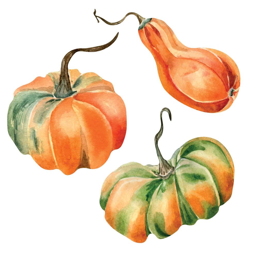 einstellen von bunt Herbst Pflanzen, Beere Aquarell Illustration isoliert auf Weiß Hintergrund. vektor