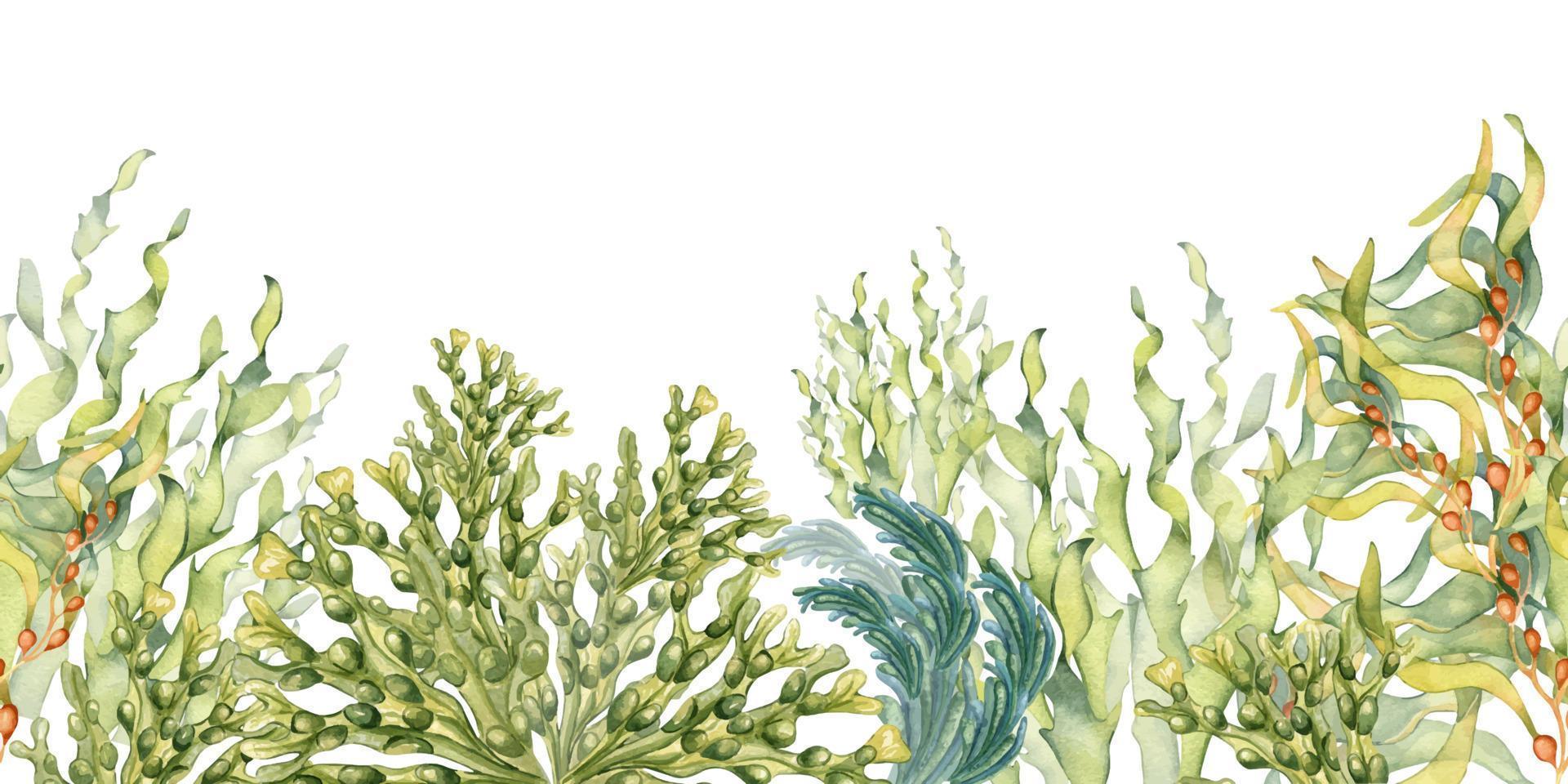 nahtlos Banner von bunt Meer Pflanzen Aquarell Illustration isoliert auf Weiß. vektor