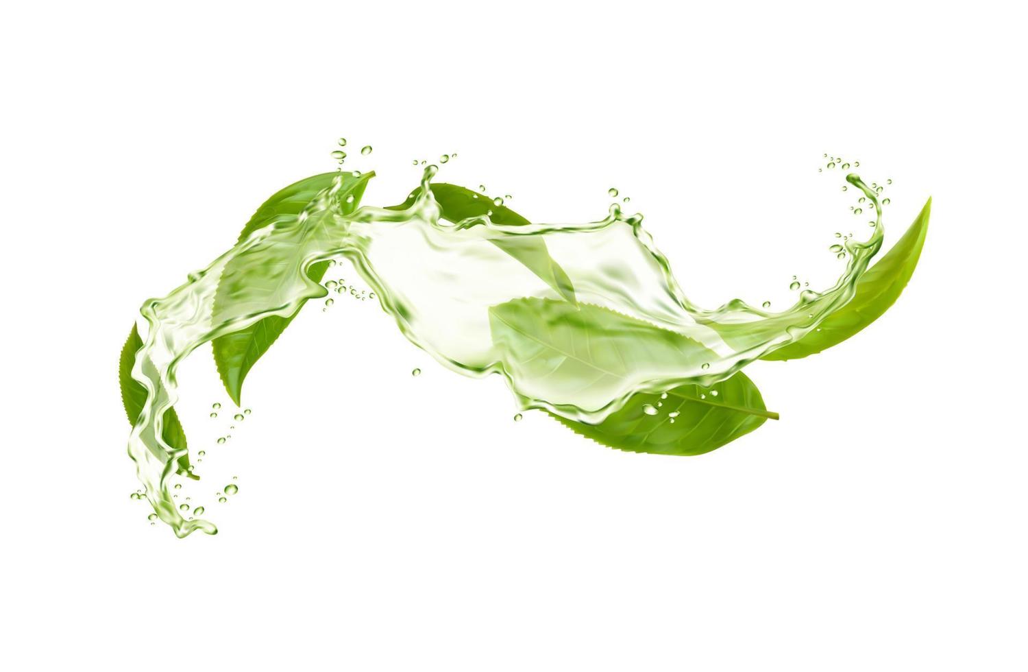 Kräuter- trinken Welle Spritzen mit Grün Tee Blätter vektor