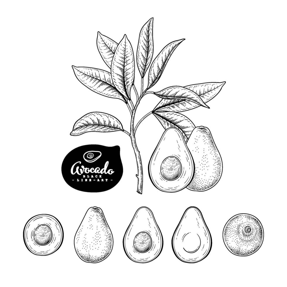 ganze und die Hälfte des von Hand gezeichneten Skizzenvektorsatzes der Avocadofrucht vektor