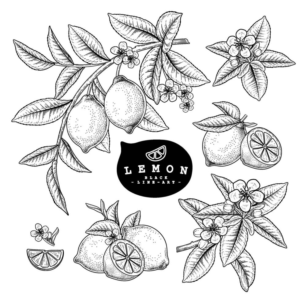 Zitronenzweig mit Früchten handgezeichnete Skizze und Zitronenzitrusfrucht ganze Hälfte und Scheibe dekorative Set vektor