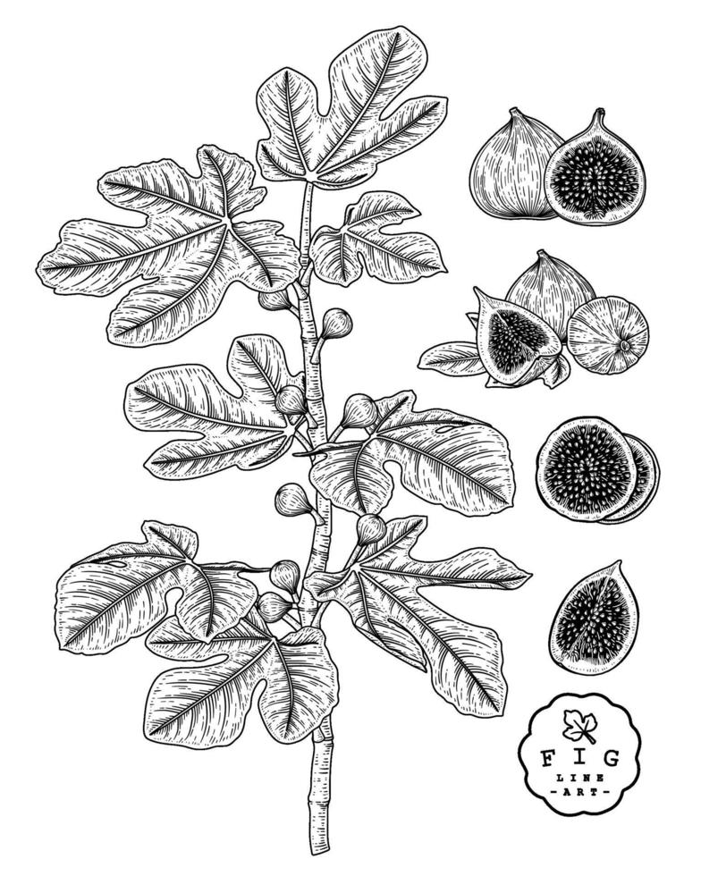 fikonfrukter handritad botanisk skiss vektor