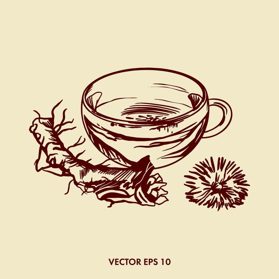 Vektor Illustration von Löwenzahn Tee. Löwenzahn Tee. Löwenzahn Scheibe, Wurzel und Blume. Apotheke trinken. Grafik Illustration zum Verpackung Design. pharmazeutische Produkte. medizinisch Fabriken.