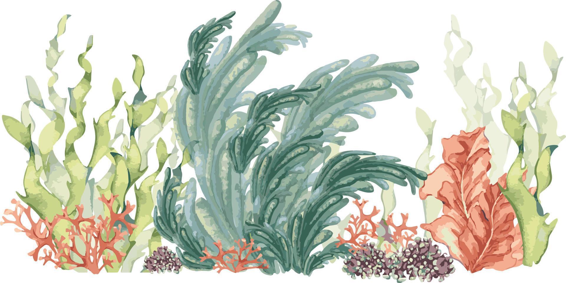 Grün Meer Pflanze Aquarell Illustration isoliert auf Weiß Hintergrund. vektor