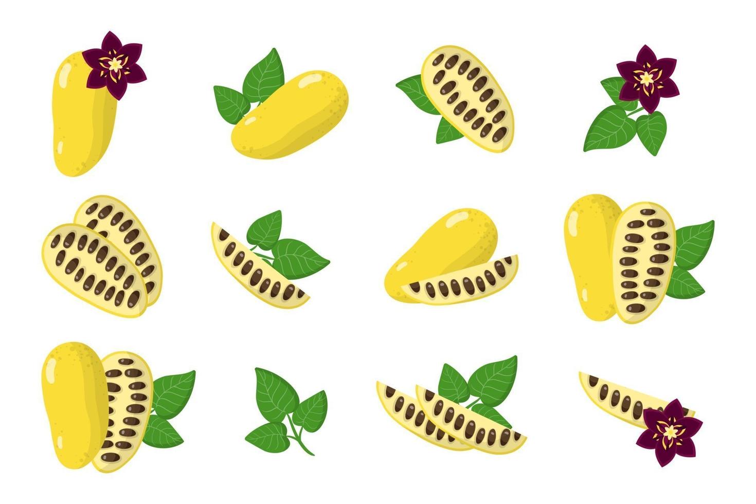 Satz Illustrationen mit exotischen Früchten, Blumen und Blättern von lardizabala lokalisiert auf einem weißen Hintergrund. vektor
