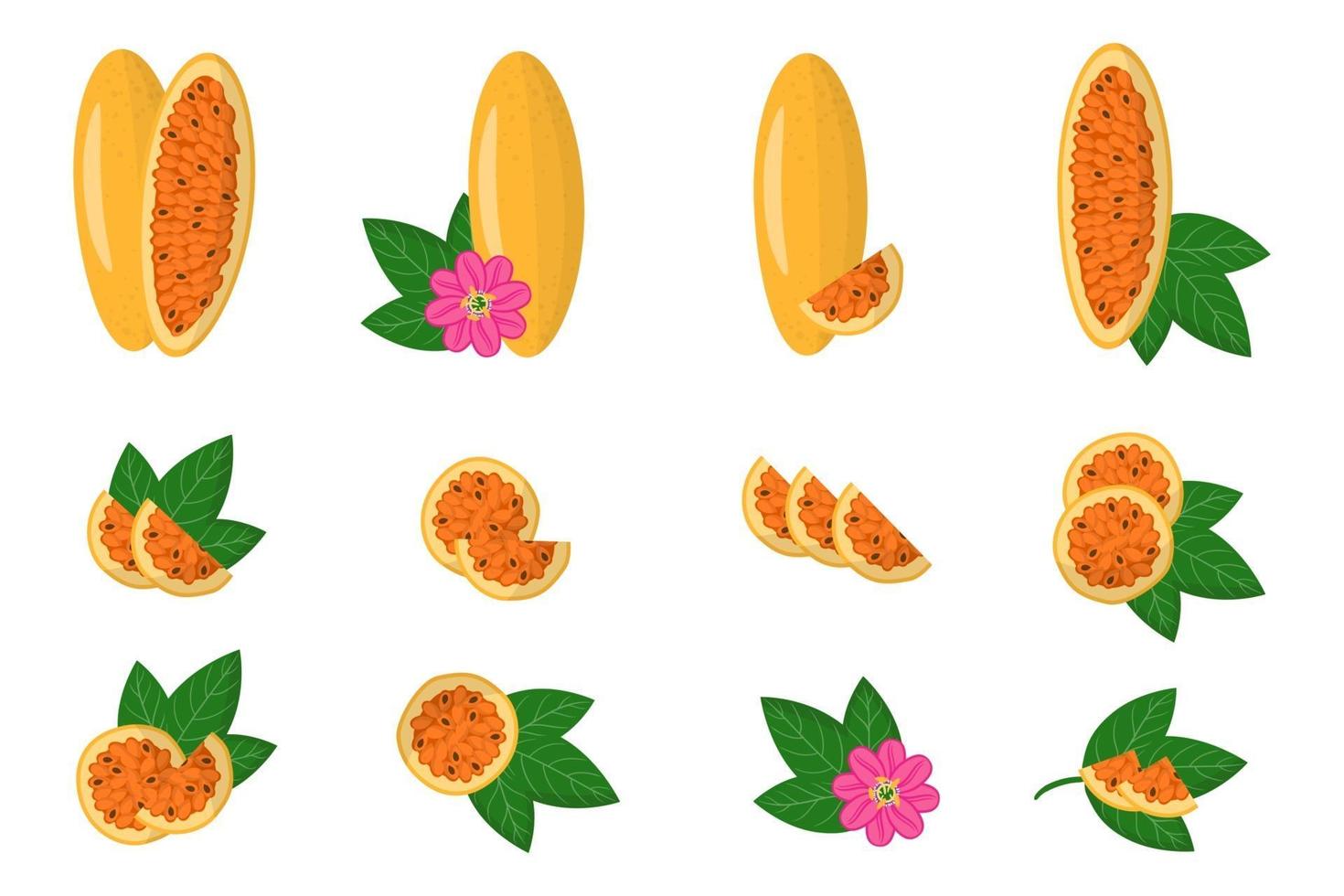 Satz Illustrationen mit exotischen Früchten, Blumen und Blättern der Curuba lokalisiert auf einem weißen Hintergrund. vektor