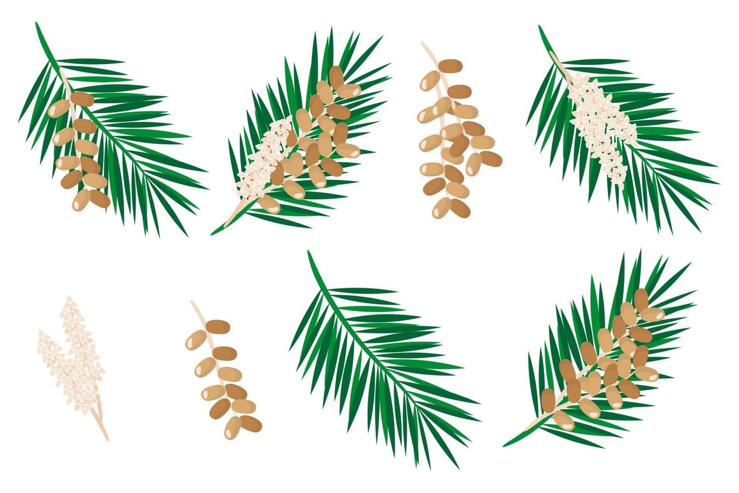 Satz Illustrationen mit exotischen Früchten, Blumen und Blättern der Dattelfrucht lokalisiert auf einem weißen Hintergrund. vektor