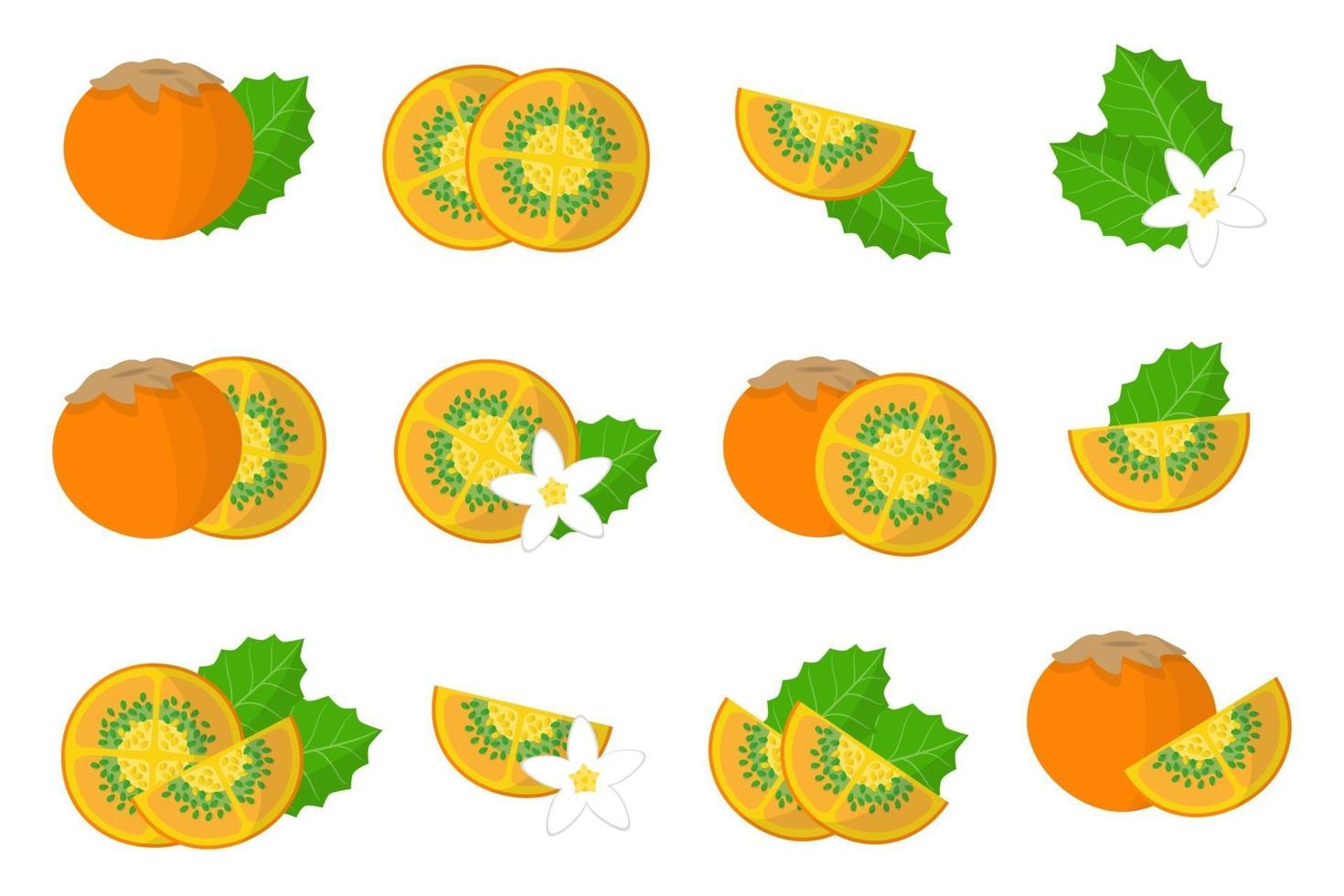 Satz Illustrationen mit lulo exotischen Früchten, Blumen und Blättern lokalisiert auf einem weißen Hintergrund. vektor