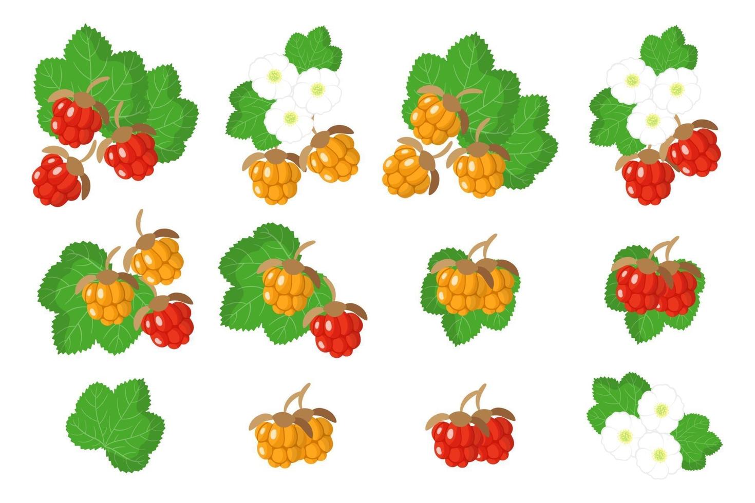 Satz Illustrationen mit exotischen Früchten, Blumen und Blättern der Moltebeere lokalisiert auf einem weißen Hintergrund. vektor