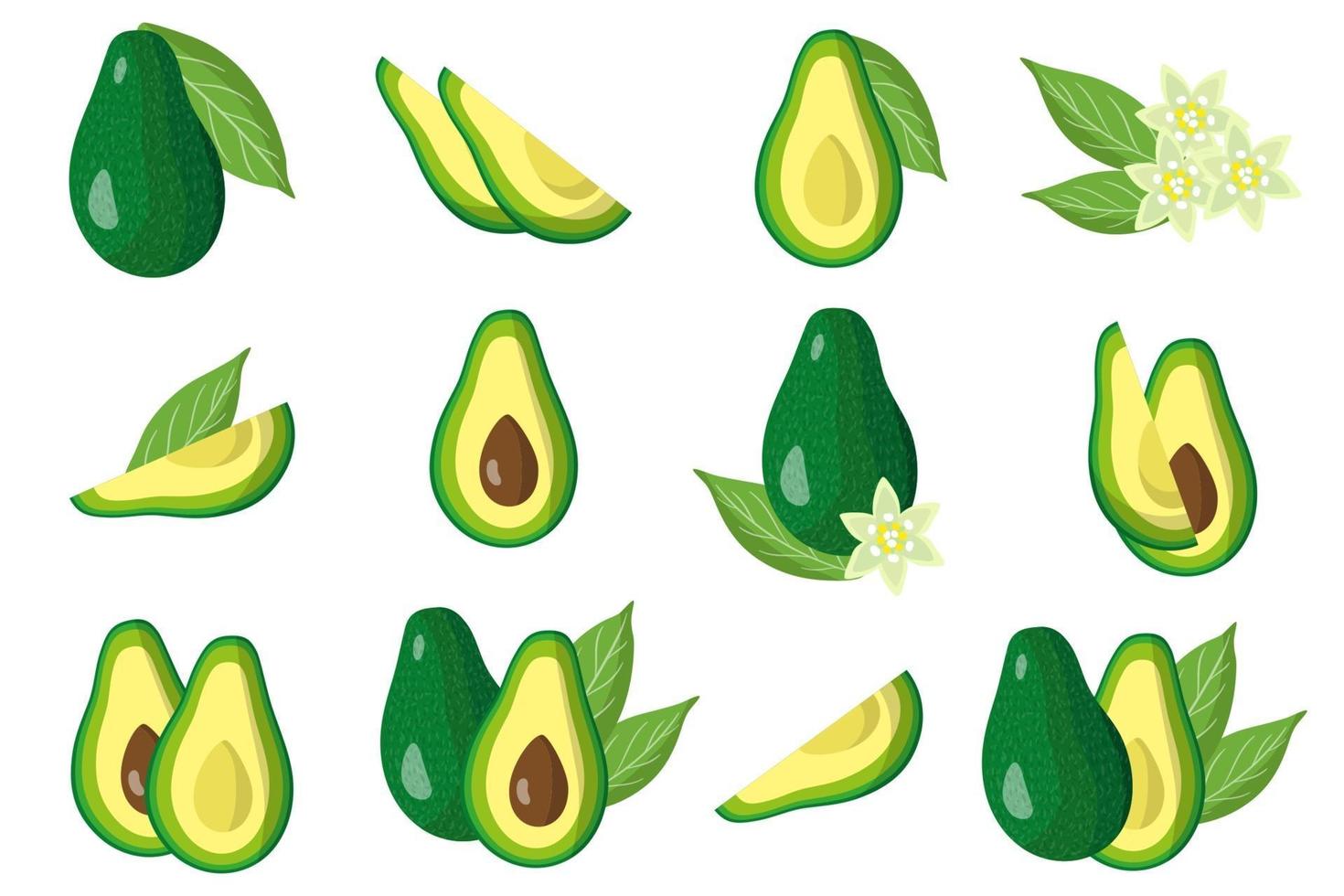 Satz Illustrationen mit exotischen Früchten, Blumen und Blättern der Avocado lokalisiert auf einem weißen Hintergrund. vektor