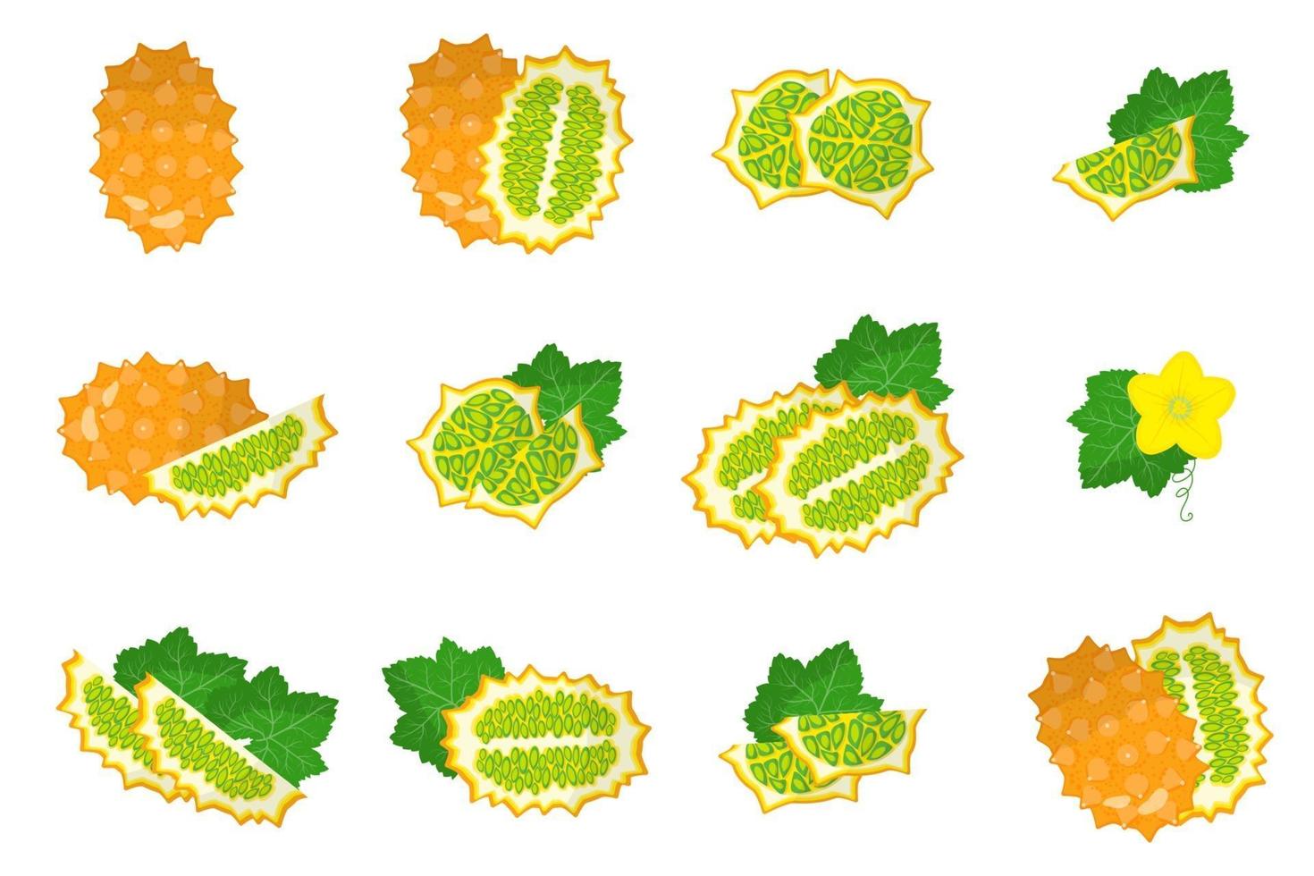 Satz Illustrationen mit exotischen Früchten, Blumen und Blättern der Kiwano lokalisiert auf einem weißen Hintergrund. vektor