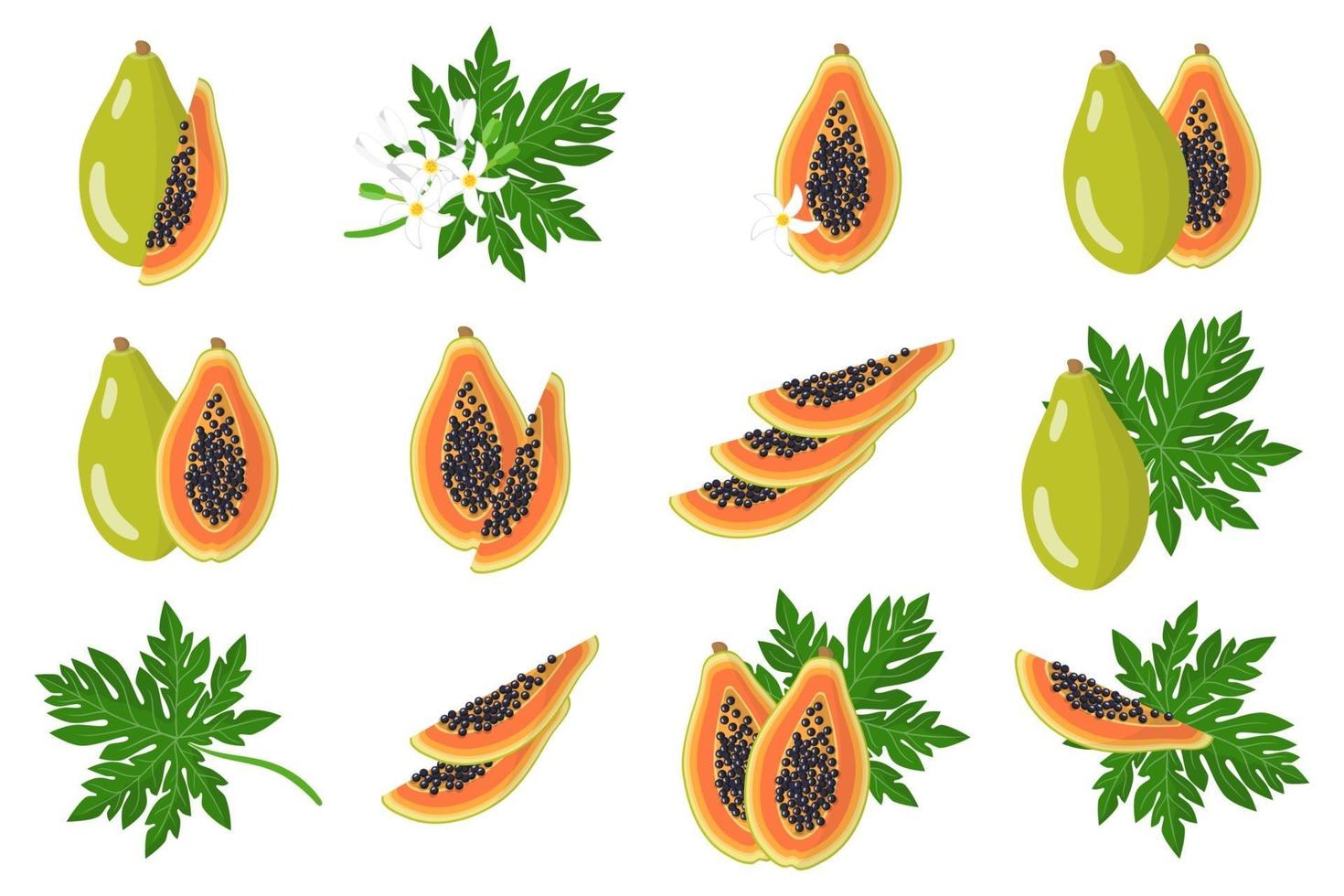 uppsättning illustrationer med papaya exotiska frukter, blommor och blad isolerad på en vit bakgrund. vektor