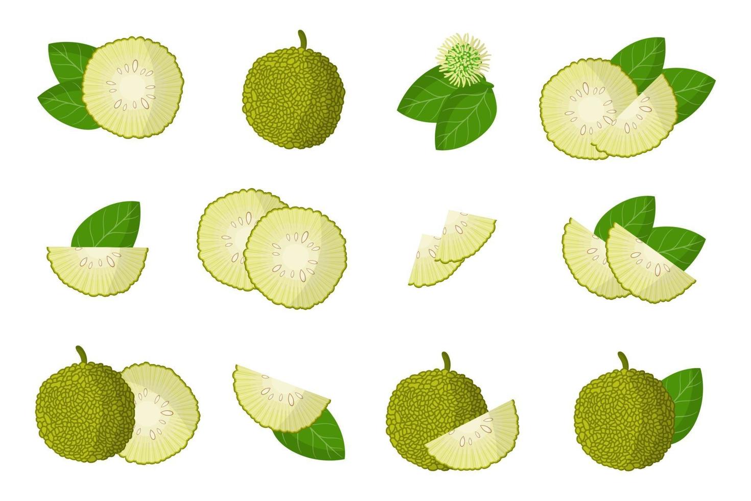 uppsättning illustrationer med maclura exotiska frukter, blommor och blad isolerad på en vit bakgrund. vektor