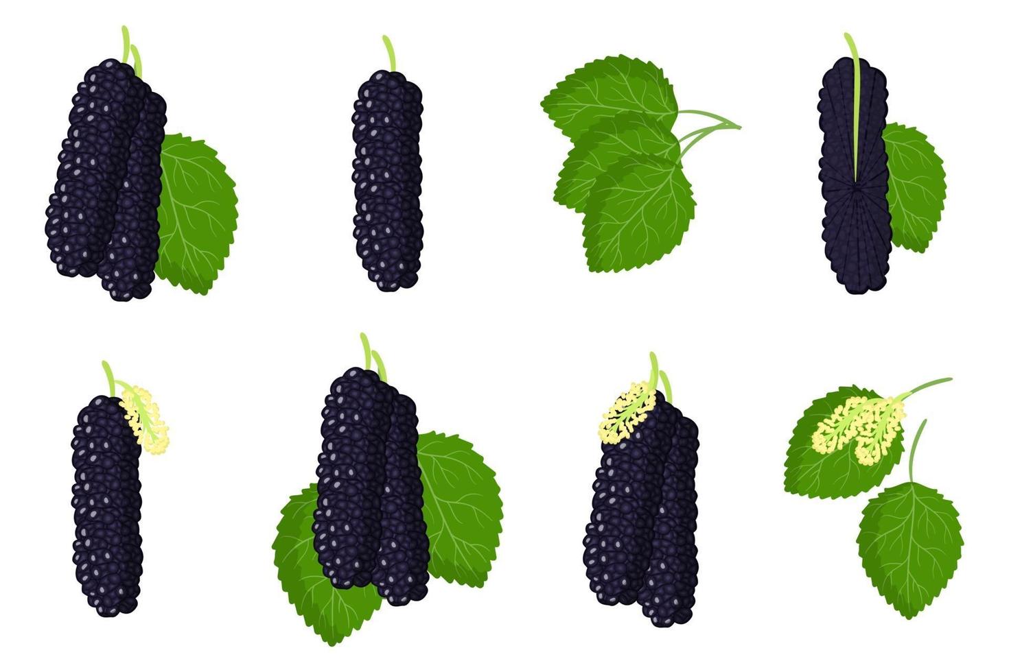 Satz Illustrationen mit Maulbeer-Hubrid-exotischen Früchten, Blumen und Blättern lokalisiert auf einem weißen Hintergrund. vektor