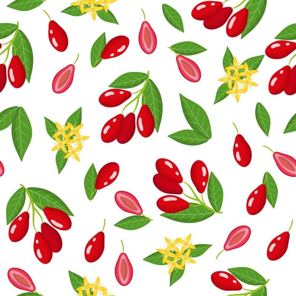 Nahtloses Muster der Vektorkarikatur mit exotischen Hartriegelfrüchten, Blumen und Blättern auf weißem Hintergrund vektor