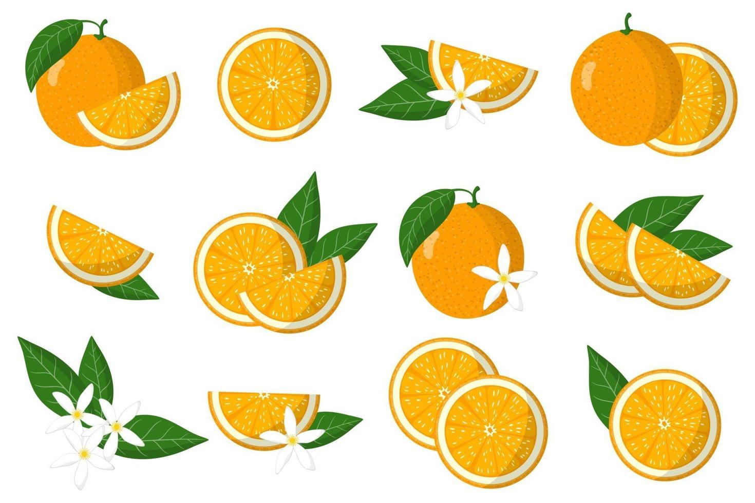 Satz Illustrationen mit orange exotischen Zitrusfrüchten, Blumen und Blättern lokalisiert auf einem weißen Hintergrund. vektor